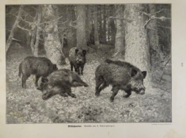 1917 - alter Druck - Wildschweine (Gemälde von J. Schmitzberger)